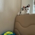 ACİL KALICI YUVA ARIYORUZ fotoğraf