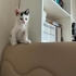 ACİL KALICI YUVA ARIYORUZ fotoğraf