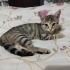 Oyuncu ve sevimli fotoğraf