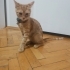 Oyuncu, canayakın sarman dostumuz fotoğraf