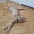 Oyuncu, canayakın sarman dostumuz fotoğraf