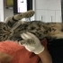 Mırlama Uzmanı Tekir Yavru 3 Aydır Klinikte Yuva Bekliyor fotoğraf