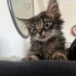 Küçük Bubu’ya yuva arıyorum fotoğraf