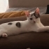 TEK GÖZÜ AMPÜTE MİYA İÇİN ÇOK ACİL YUVA! fotoğraf