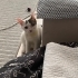 TEK GÖZÜ AMPÜTE MİYA İÇİN ÇOK ACİL YUVA! fotoğraf