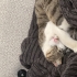 Oyun oynamayı seven temiz ve bakımlı fotoğraf