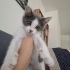 Minik Bebek Yuva Arıyor fotoğraf