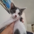 Minik Bebek Yuva Arıyor fotoğraf