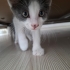 Minik Bebek Yuva Arıyor fotoğraf