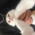 BEHLÜL YUVA ARIYOR fotoğraf