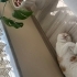 BEHLÜL YUVA ARIYOR fotoğraf