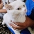 Pamuk yuva arıyor fotoğraf