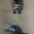 İki minik prenses yuvalarını arıyor fotoğraf