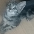 İki minik prenses yuvalarını arıyor fotoğraf