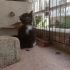 Dünyalar tatlısı Erkek kör kedi fotoğraf