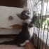 Dünyalar tatlısı Erkek kör kedi fotoğraf