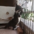 Dünyalar tatlısı Erkek kör kedi fotoğraf