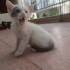 Sevgi dolu Dişi kedi fotoğraf