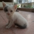 Sevgi dolu Dişi kedi fotoğraf