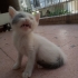 Sevgi dolu Dişi kedi fotoğraf