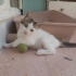 Güzeller güzeli Dişi kedi fotoğraf