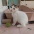 Güzeller güzeli Dişi kedi fotoğraf