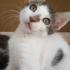 Oyuncu Dişi Kedi fotoğraf