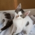 Oyuncu Dişi Kedi fotoğraf