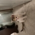 Çok tatlı yavru tekir kedi fotoğraf