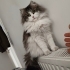 Yumak | 3,5 Yaşında, Çok Uysal, Çocuklarla Uyumlu Dişi Kedi – Ömürlük Yuva Arıyo fotoğraf