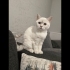 Dişi İyi huylu Kızım fotoğraf