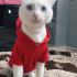 Ömürlük yuva arayan yakışıklı Lion fotoğraf