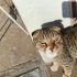 1 Yaşındaki kedimi sahiplendiriyorum fotoğraf