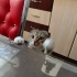 1 Yaşındaki kedimi sahiplendiriyorum fotoğraf