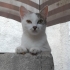 Güzel kızımız ömürlük yuvasını arıyor 🐾 fotoğraf