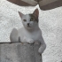 Güzel kızımız ömürlük yuvasını arıyor 🐾 fotoğraf
