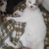 Güzel kızımız ömürlük yuvasını arıyor 🐾 fotoğraf