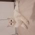 british shorthair 1.5 yaşında dişi fotoğraf