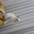 british shorthair 1.5 yaşında dişi fotoğraf