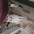 british shorthair 1.5 yaşında dişi fotoğraf