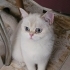 british shorthair 1.5 yaşında dişi fotoğraf