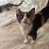 3 Renkli bir Sevgi Manyağı fotoğraf