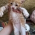 5 sarman yavru ömürlük yuvalarını arıyor 🥺🤍 fotoğraf