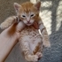 5 sarman yavru ömürlük yuvalarını arıyor 🥺🤍 fotoğraf