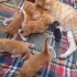 5 sarman yavru ömürlük yuvalarını arıyor 🥺🤍 fotoğraf