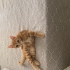 Acil yuva oyuncu sarmana fotoğraf
