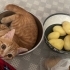 Acil yuva oyuncu sarmana fotoğraf