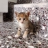 5 tane 1 aylık yavrular fotoğraf