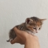 5 tane 1 aylık yavrular fotoğraf