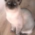 0534 795 50 35 BRITISH SHORTHAIR BLUEPOINT KISIR, ÇİPLİ OĞLUM MAVİŞ fotoğraf